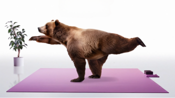 Bear doing yoga